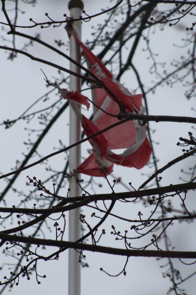 A old Canadian flag, torn and tangled, can be seen through bare winter tree branches.